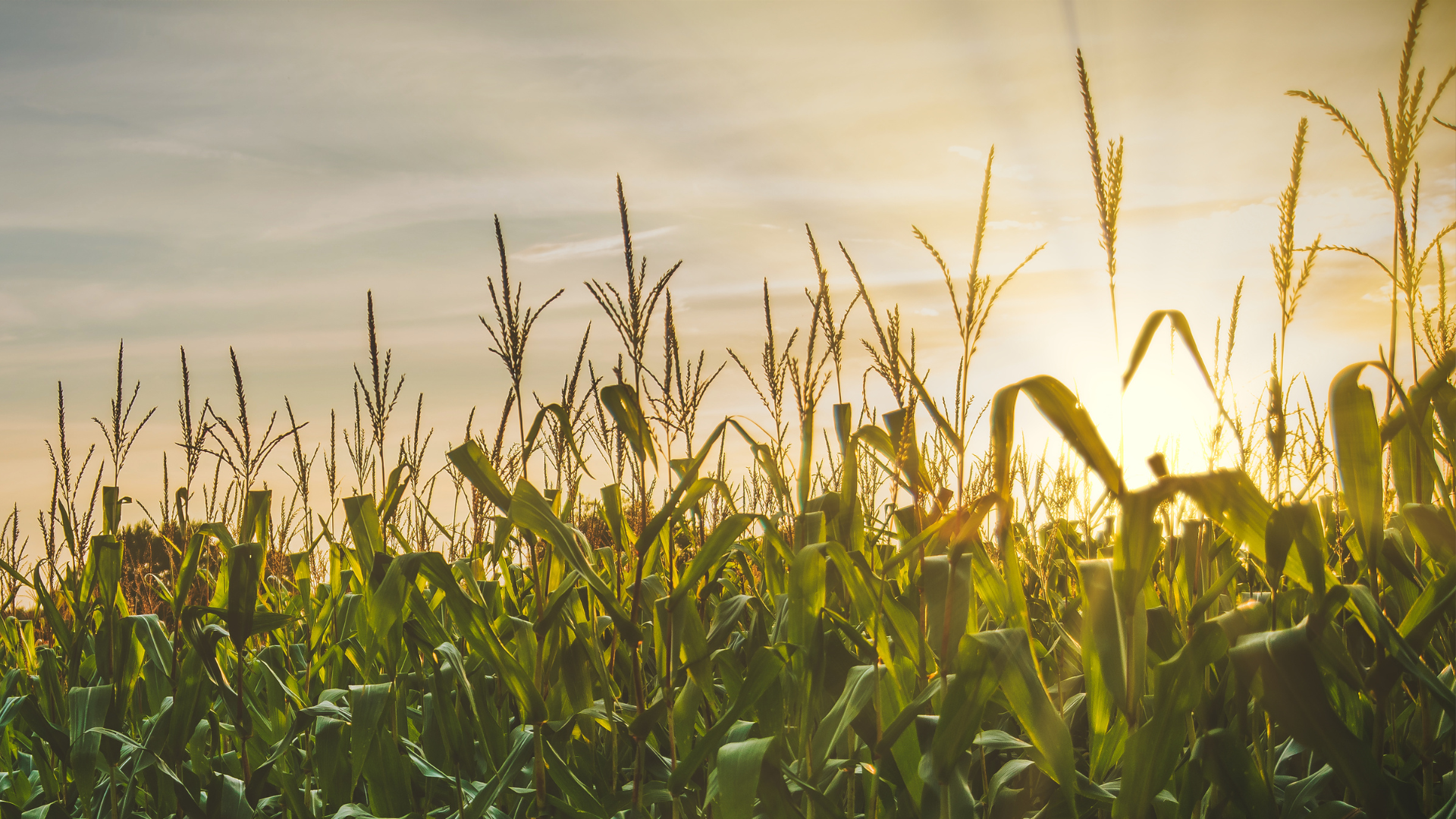 Agribusiness owner overseeing farm equipment and operations, preparing for business sale